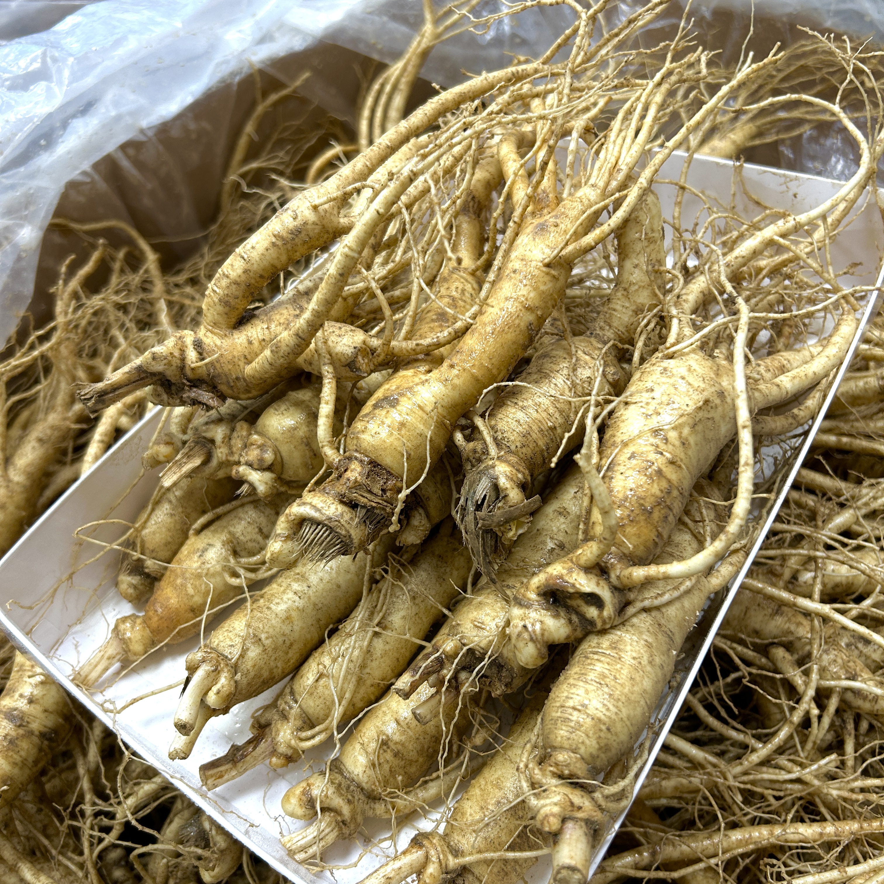 풍기인삼 6년근 인삼 수삼 세척 난발삼 한채 인삼차 인삼주 강화