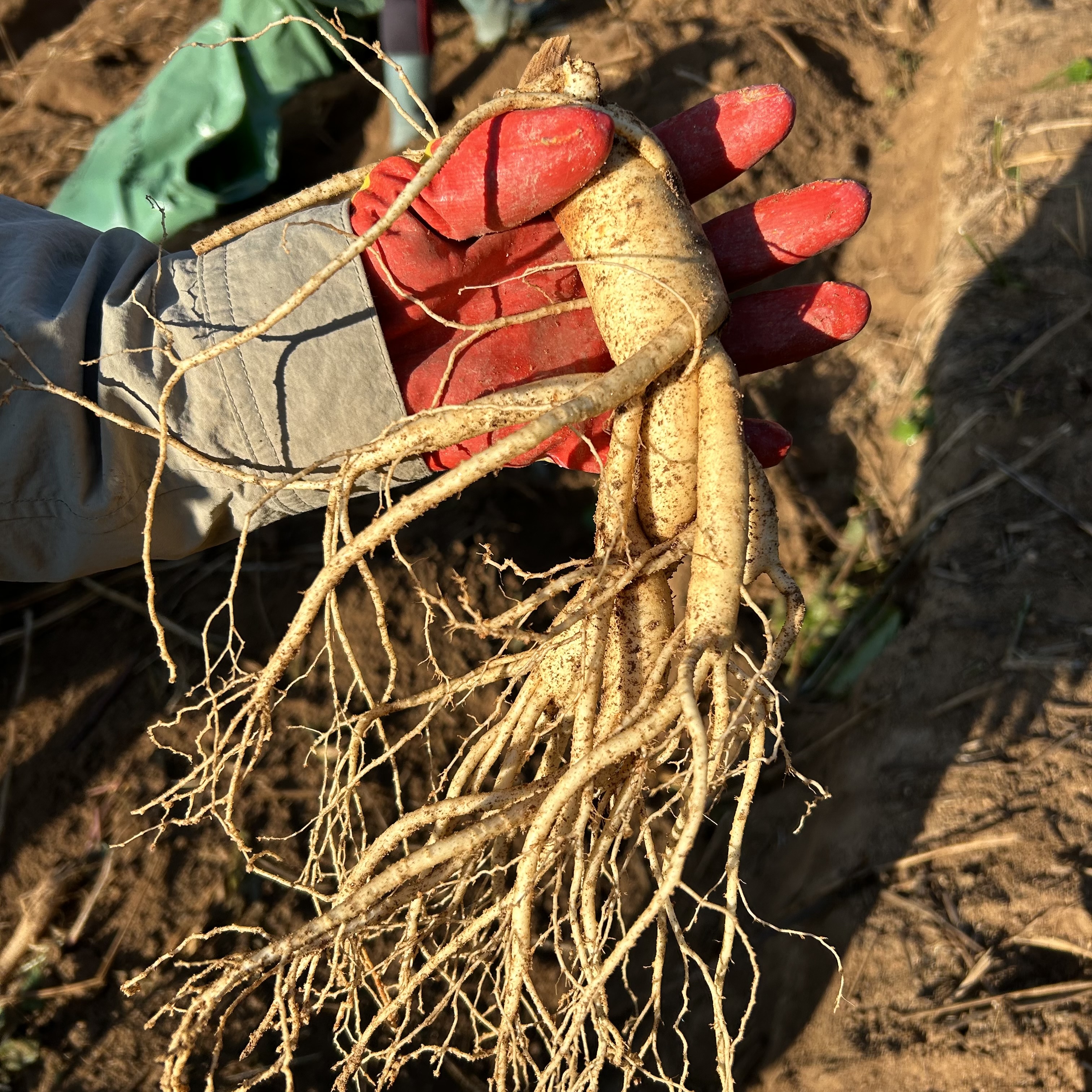 풍기인삼 6년근 인삼 수삼 세척 난발삼 한채 인삼차 인삼주 강화