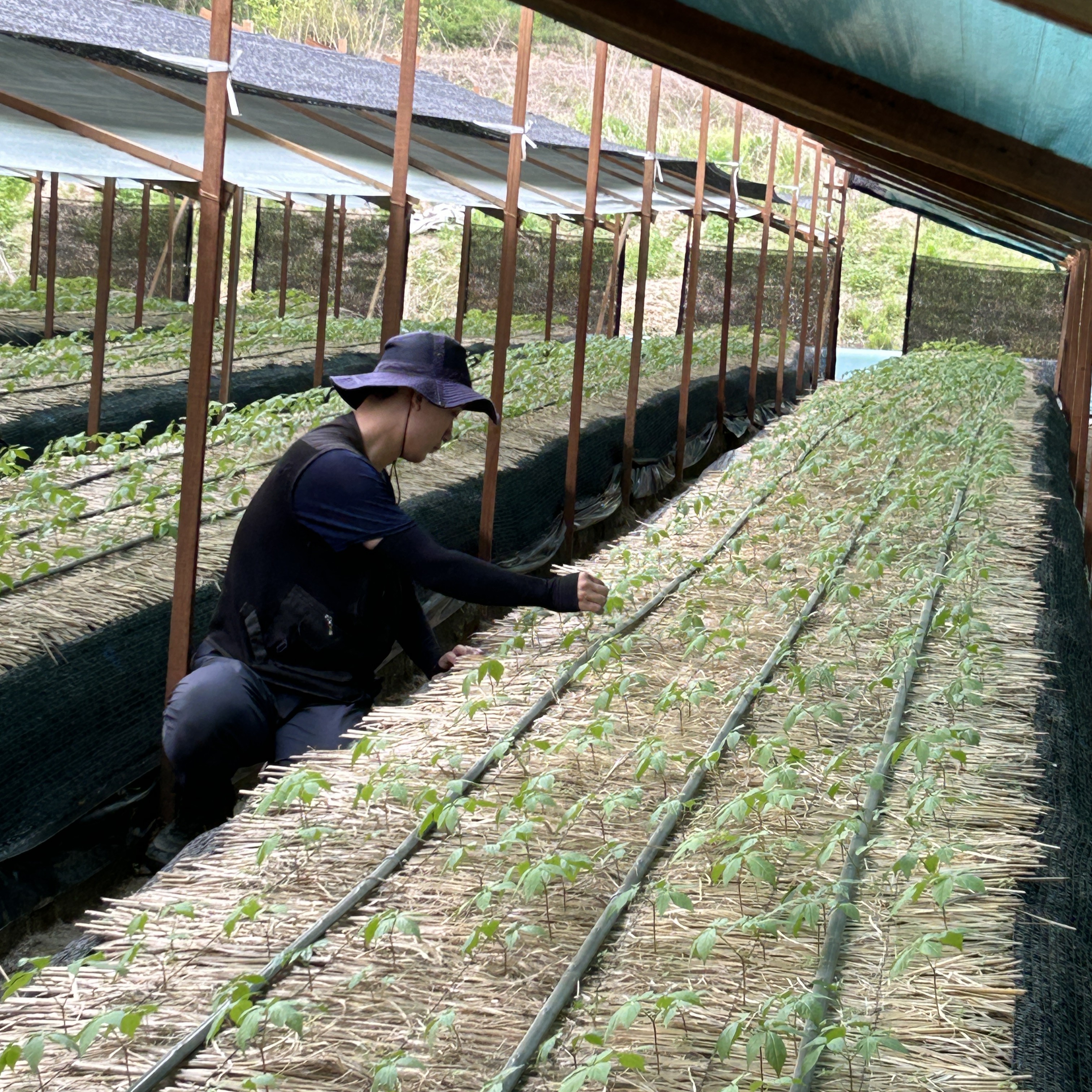 풍기인삼 6년근 인삼 수삼 세척 난발삼 한채 인삼차 인삼주 강화