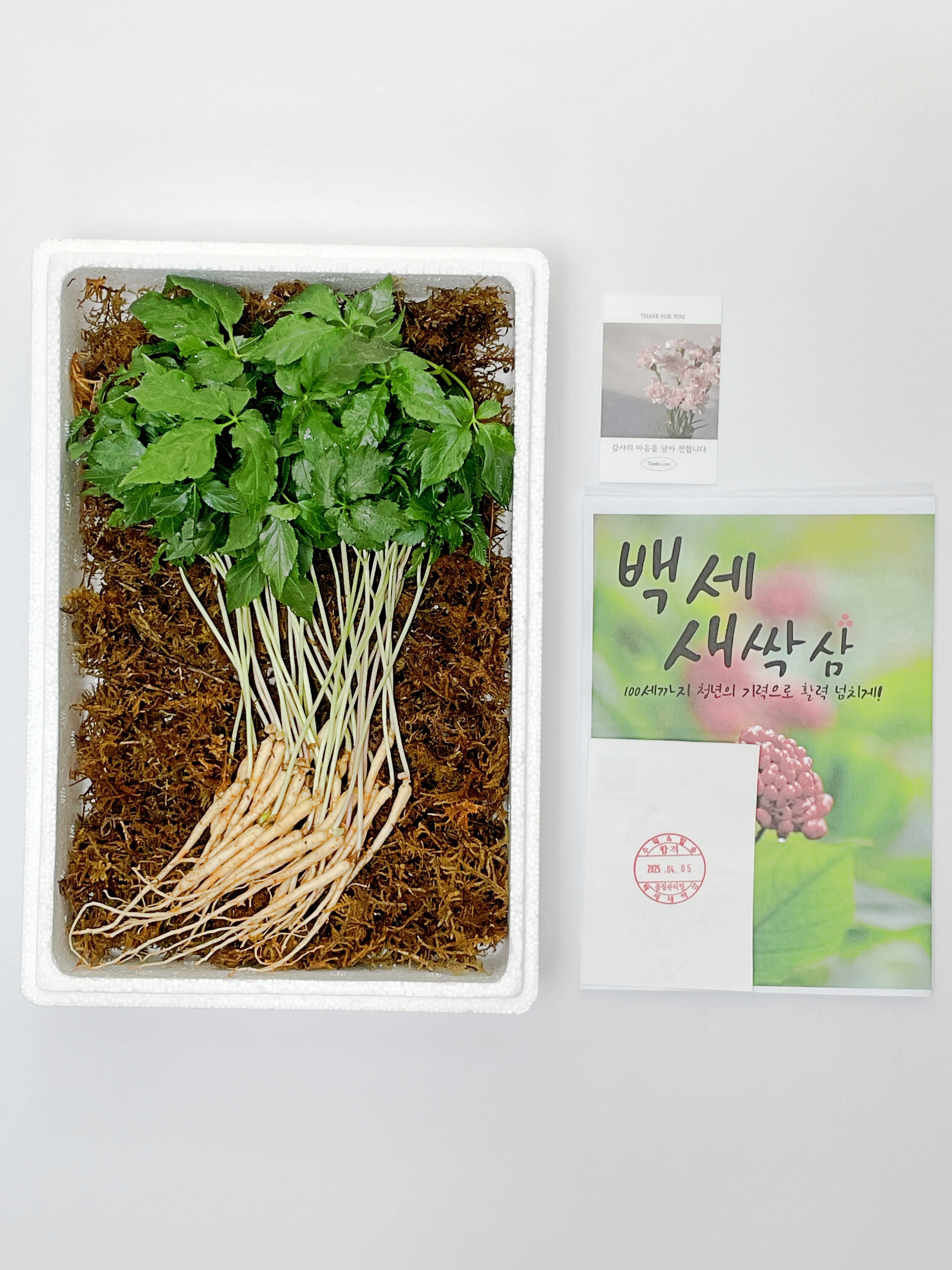 청년농부 백세새싹삼 미니100, 200뿌리 정직한 수확 가게손님용/ 부모님선물세트