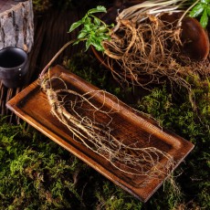 삼삼삼 산양산삼 산양삼 장뇌삼 5-6년근 6뿌리