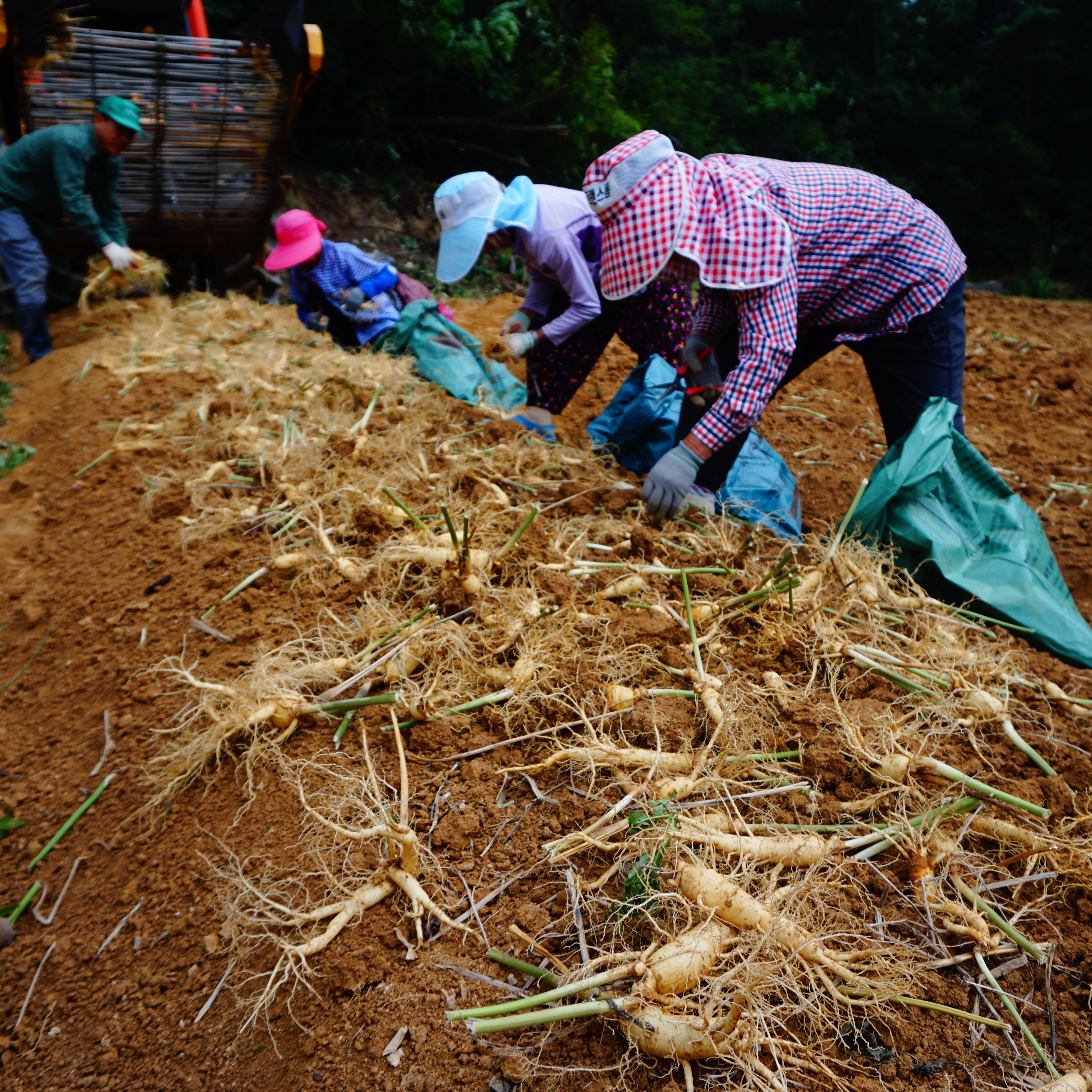 5년근 인삼 난발삼1번 금산수삼 풍기인삼 강화인삼 1채 - 750g
