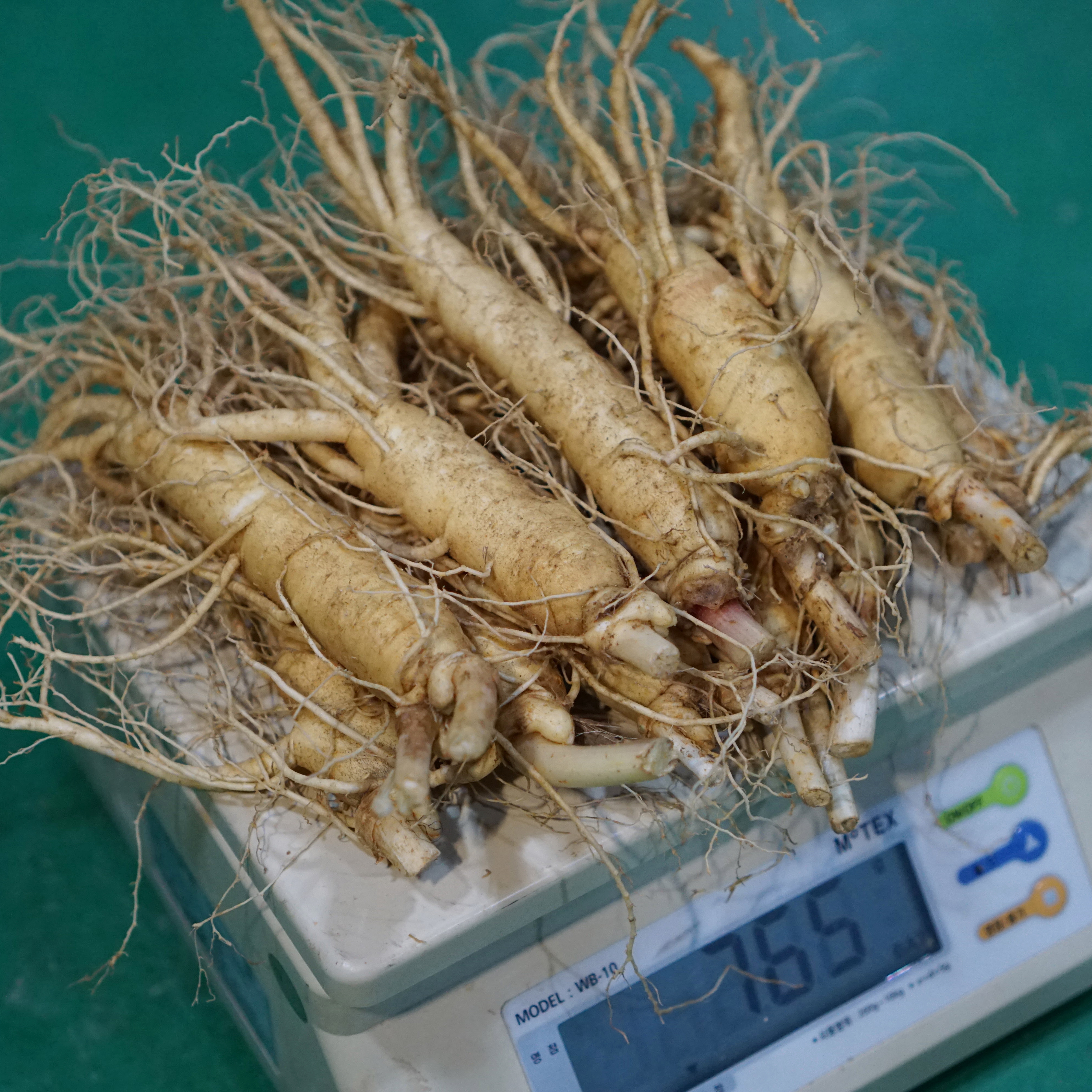 5년근 인삼 난발삼1번 금산수삼 풍기인삼 강화인삼 1채 - 750g