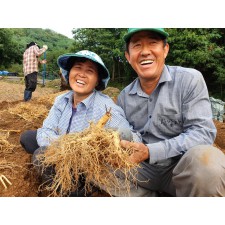 5년근 인삼 난발삼1번 금산수삼 풍기인삼 강화인삼 1채 - 750g