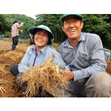 5년근 인삼 난발삼1번 금산수삼 풍기인삼 강화인삼 1채 - 750g