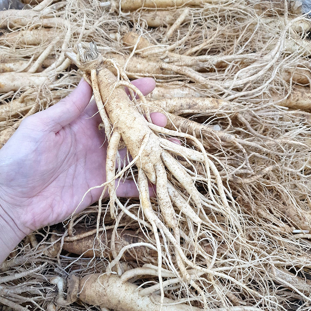 인삼 수삼 금산인삼 도매시장 세척 원수삼 소 한채