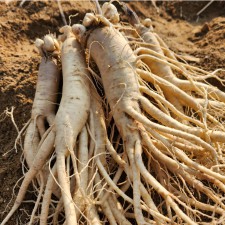 인삼 수삼 금산인삼 도매시장 세척 원수삼 소 한채