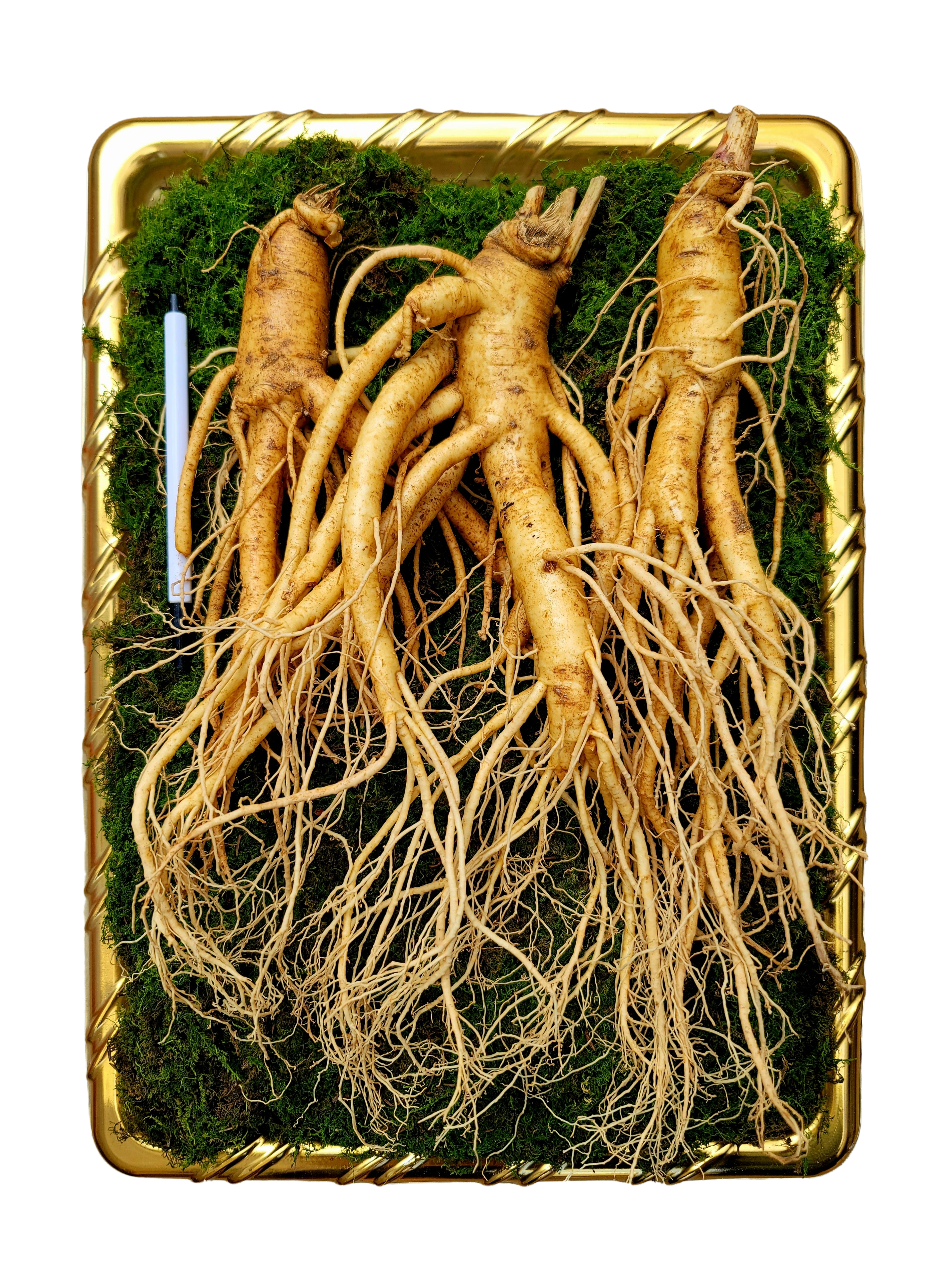 가정용 인삼 파지 500g 세척