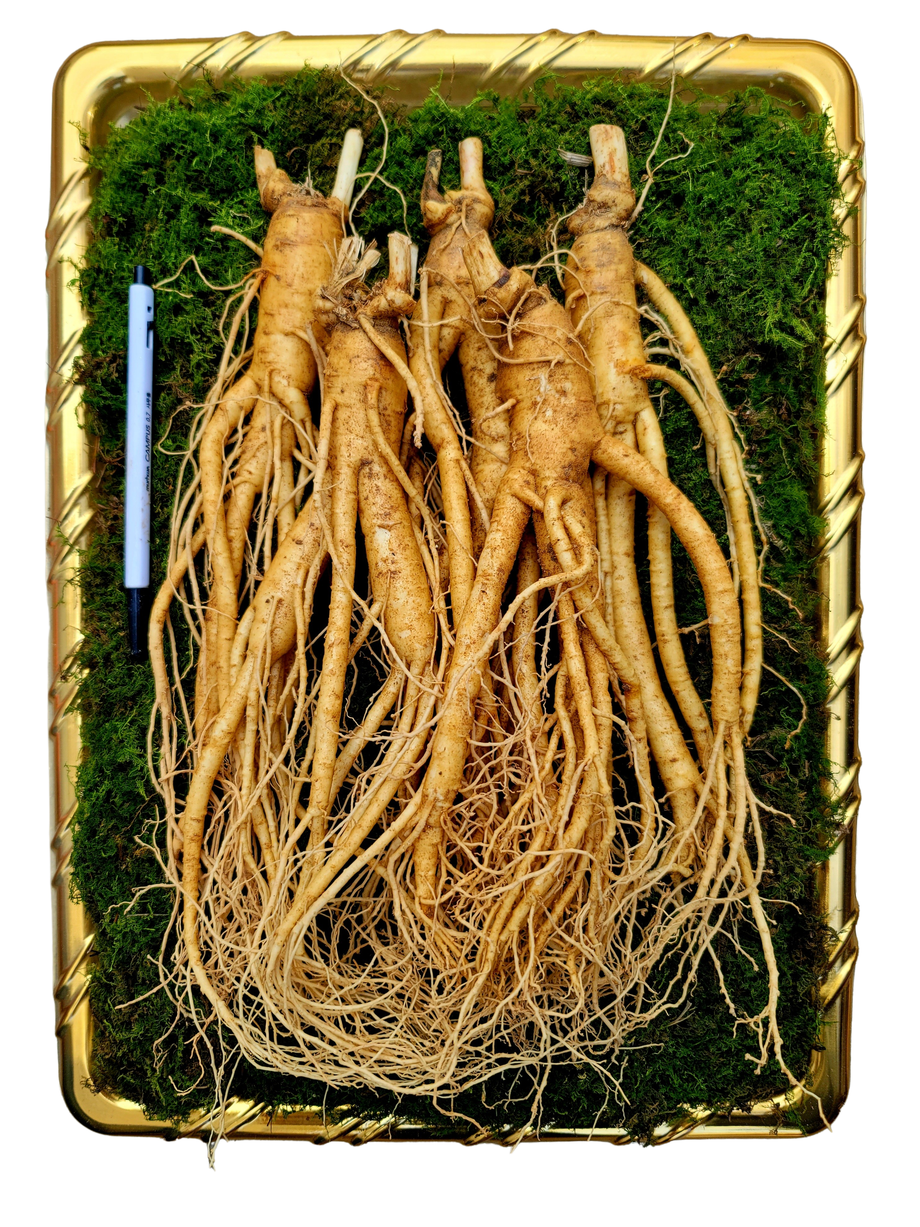 가정용 인삼 파지 500g 세척