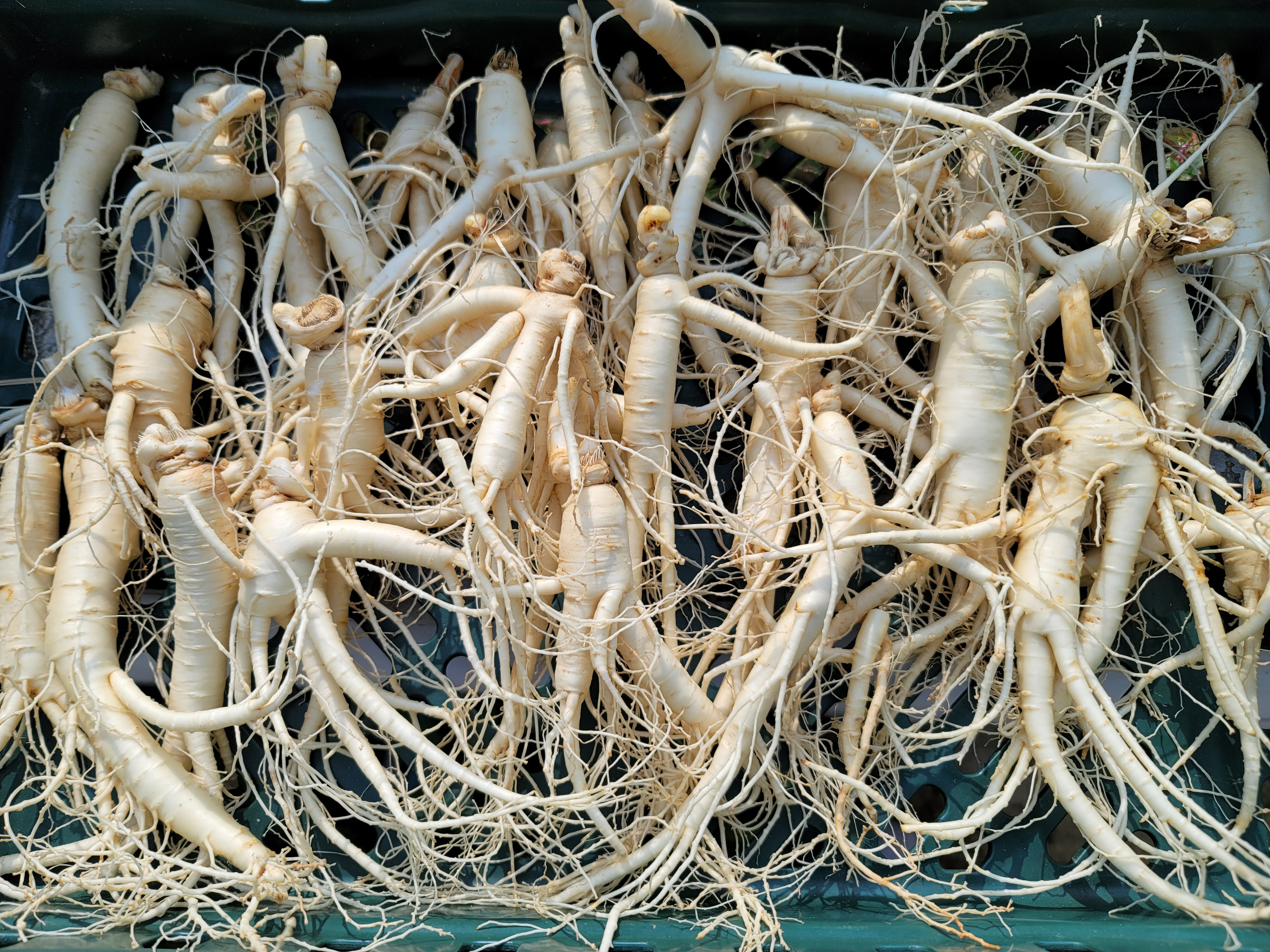 가정용 인삼 파지 500g 세척