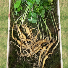 일일산삼 장뇌삼 산양삼 10년근 파삼 100g 15-25뿌리 내외