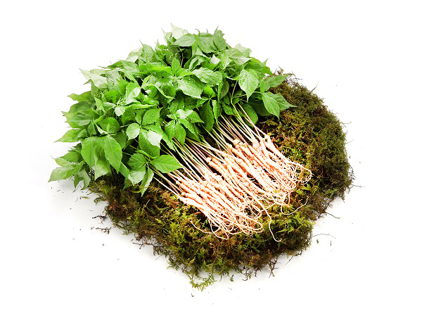 새싹삼 200뿌리 청년농부의 정직하고 건강한 황룡새싹인삼