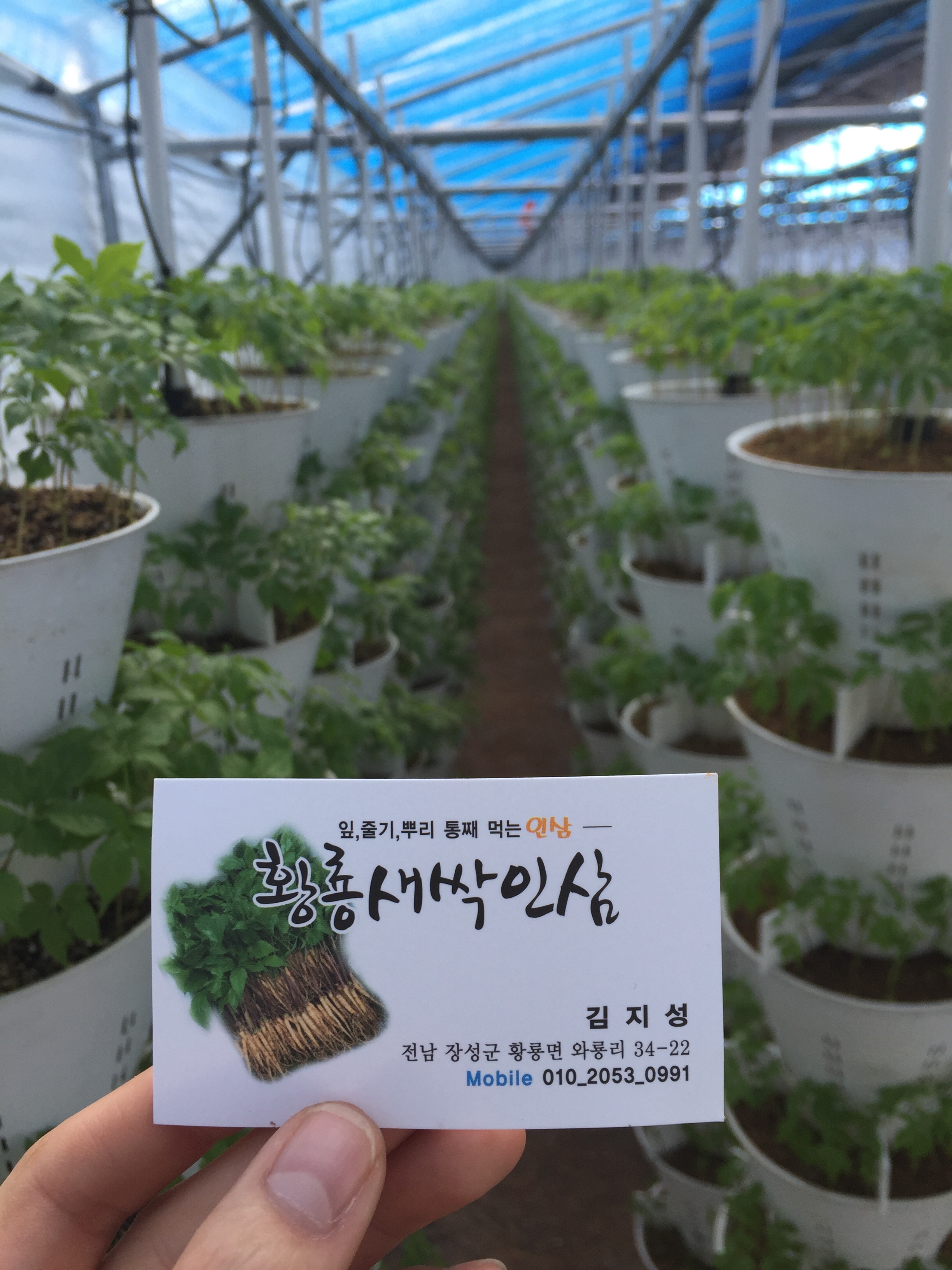 새싹삼 200뿌리 청년농부의 정직하고 건강한 황룡새싹인삼