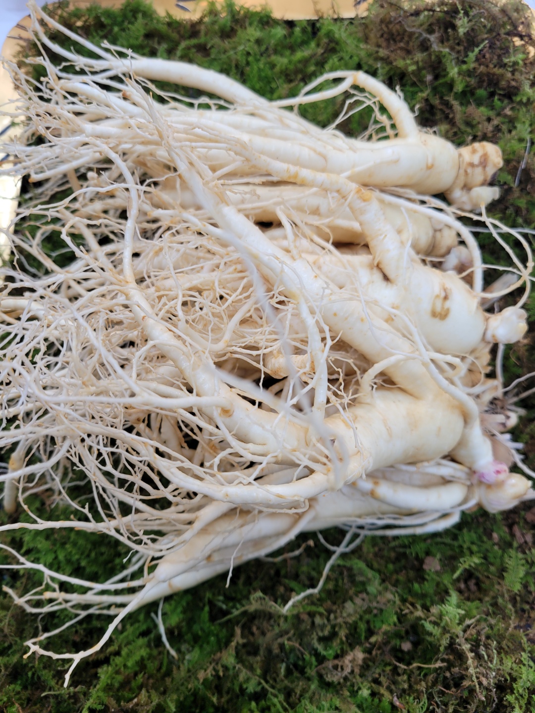 풍기인삼 더큰 6년근 난발삼 원수삼 파삼 세척진공 선물포장 못난이 소 750g 도매
