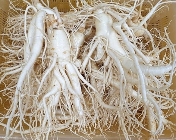 풍기인삼 더큰 6년근 난발삼 원수삼 파삼 세척진공 선물포장 못난이 소 750g 도매