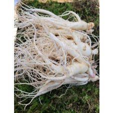 풍기인삼 더큰 6년근 난발삼 원수삼 파삼 세척진공 선물포장 못난이 소 750g 도매