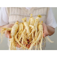 인삼 수삼 6년근 금산인삼 세척 파지삼 강화 파지 한채