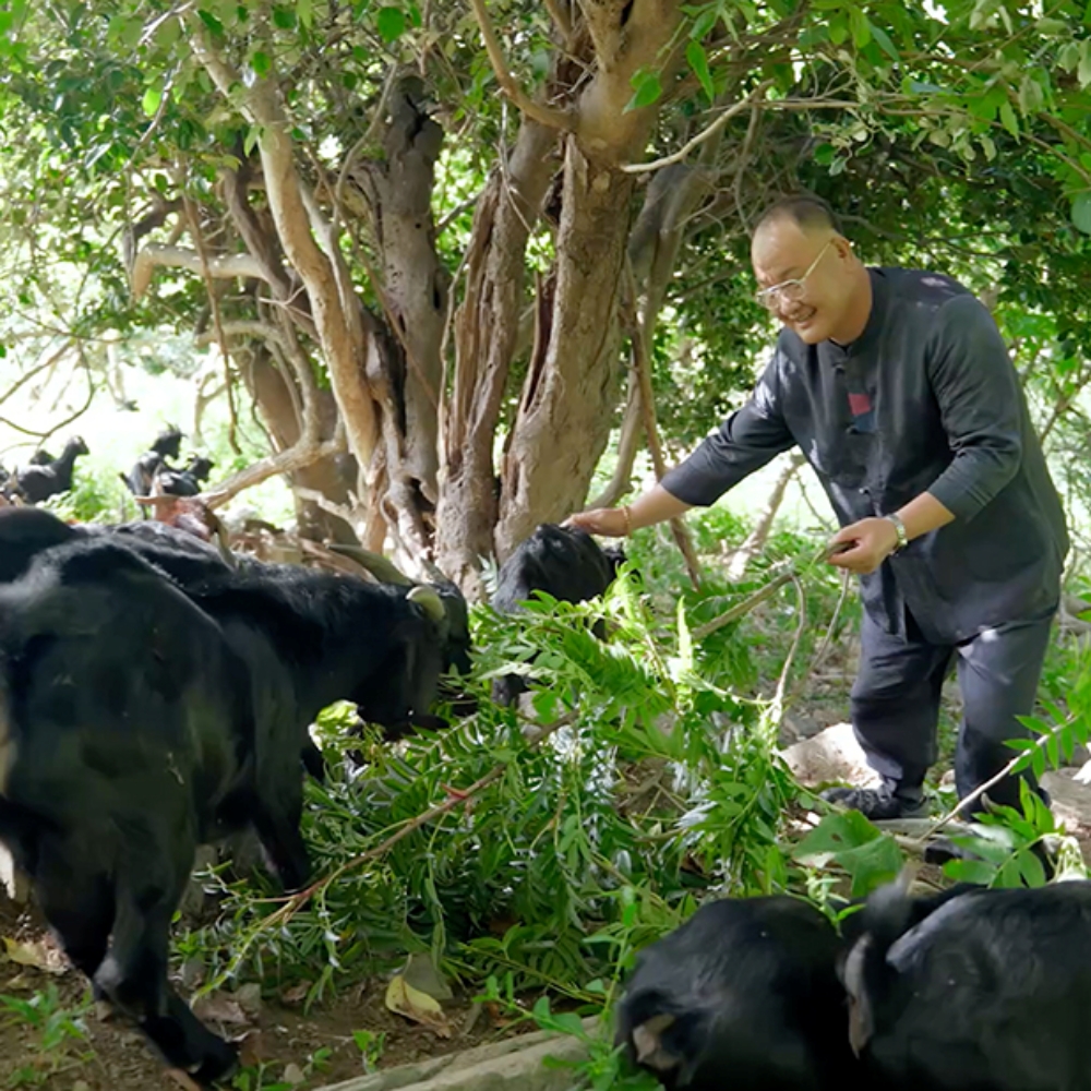 홍성호 울릉도 마가목 흑염소진액 30+3포 1개월분 국내산 토종 자연방목 엑기스 흑염소즙