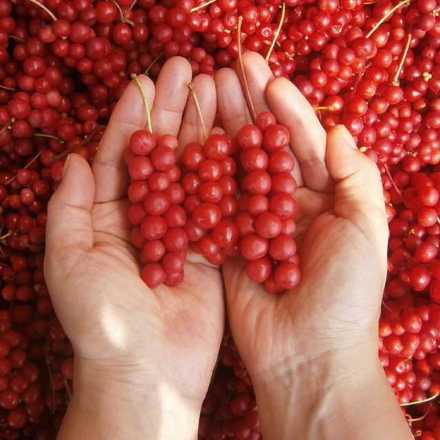 문경 오미자청 원액 엑기스 500ml 2병